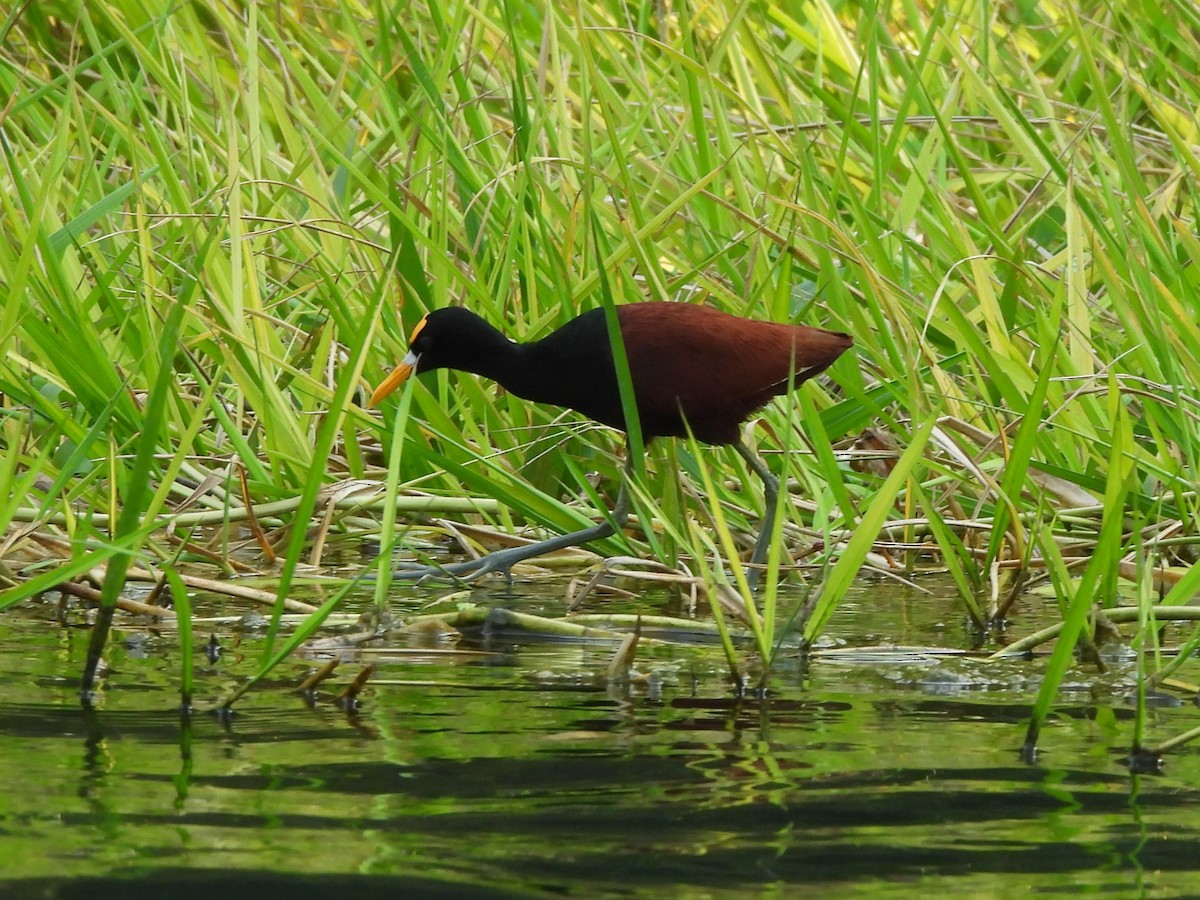 Northern Jacana - Tristan Kozel