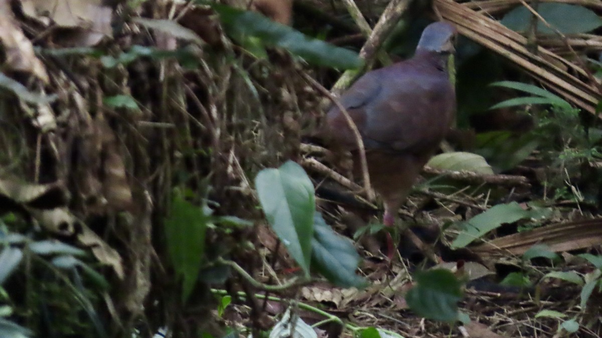 Lined Quail-Dove - ML621707185