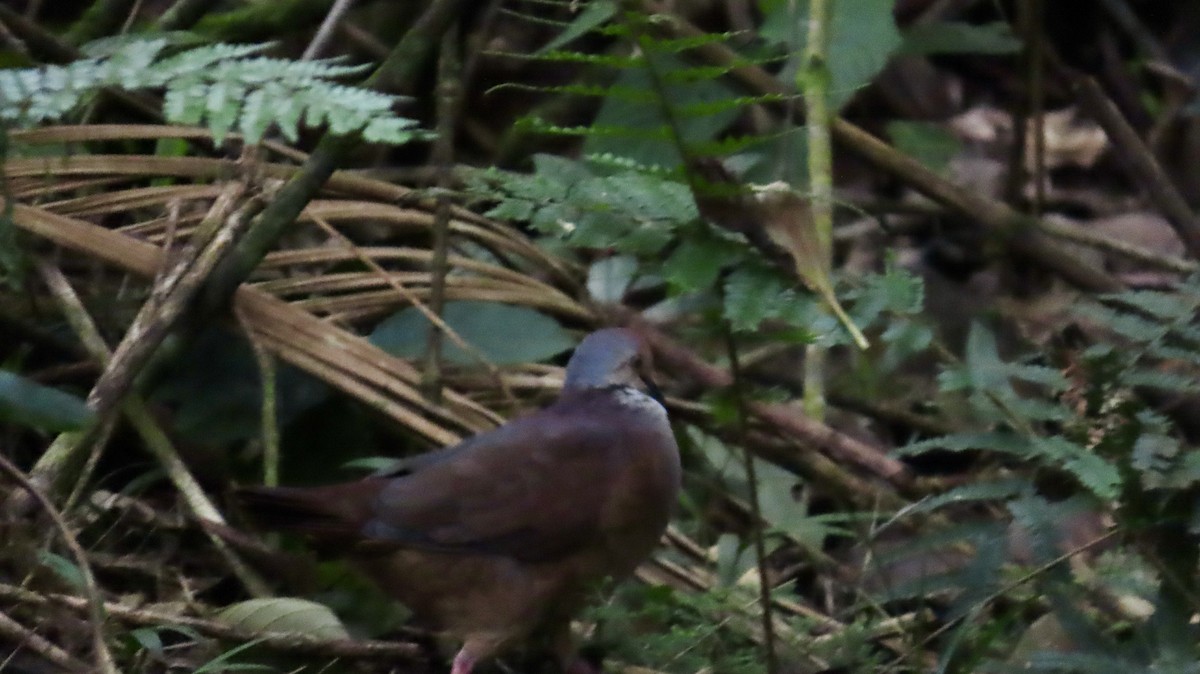 Lined Quail-Dove - ML621707190