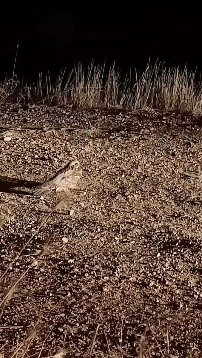 Eurasian Nightjar - ML621707229