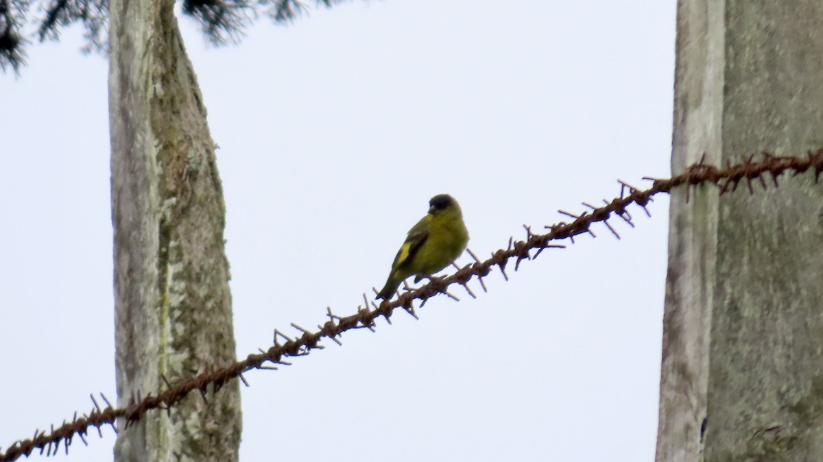 Andean Siskin - ML621707236