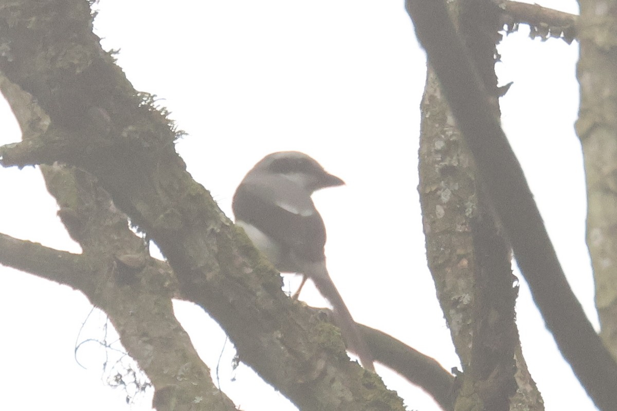 Mackinnon's Shrike - Frank Thierfelder