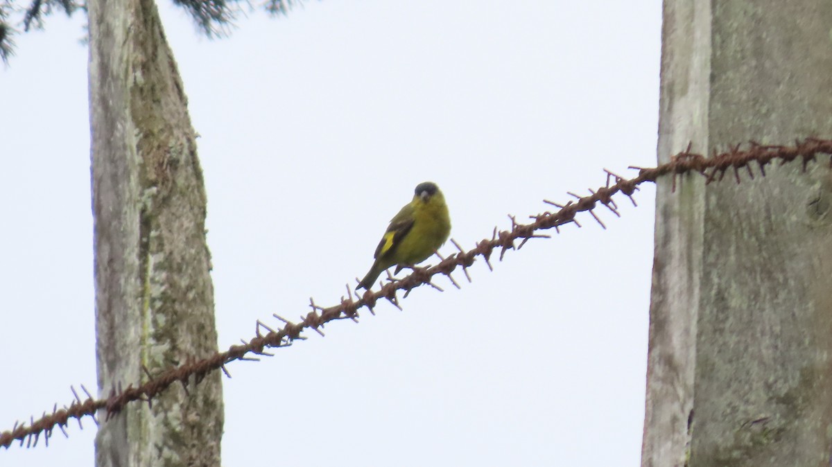 Andean Siskin - ML621707247