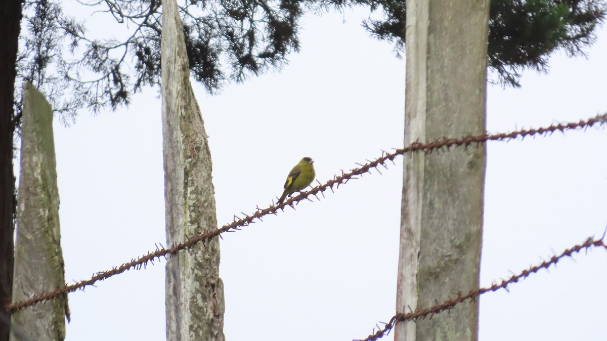 Andean Siskin - Richard Fleming