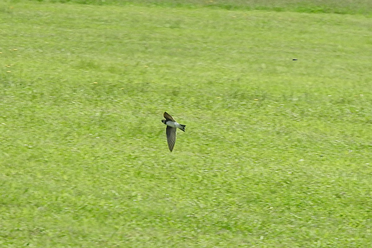 Bank Swallow - David  Clark