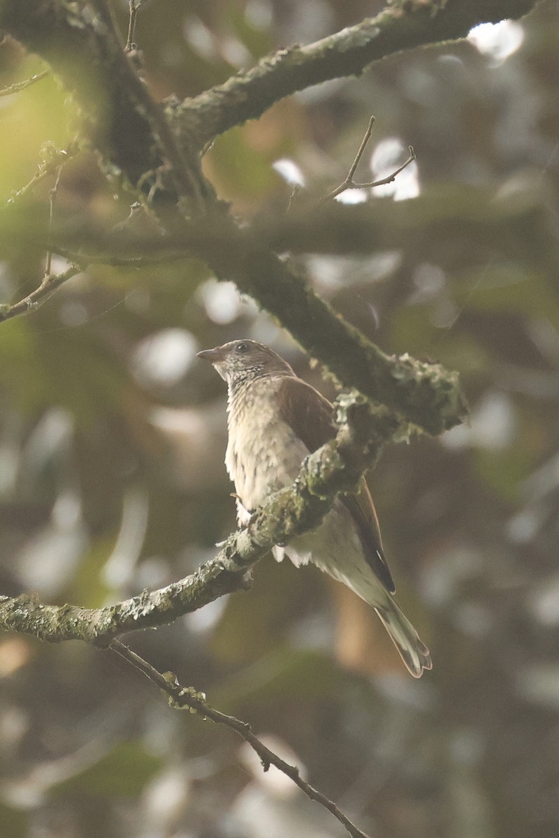 Scaly-throated Honeyguide - ML621707291