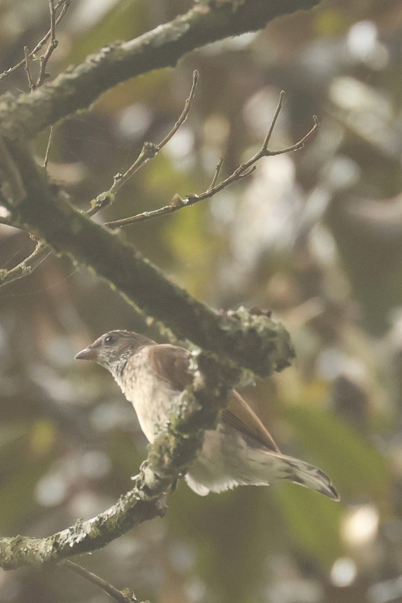 Scaly-throated Honeyguide - ML621707292