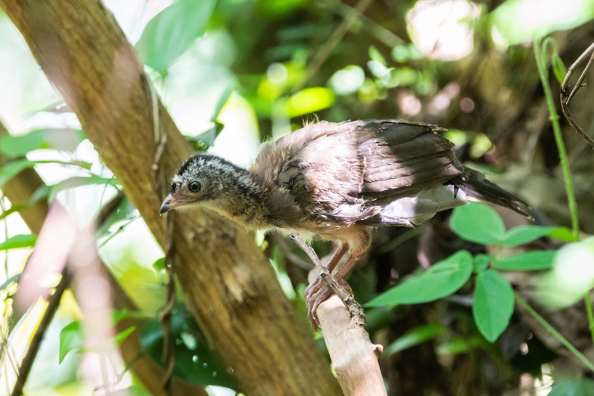 Chachalaca Norteña - ML621707317