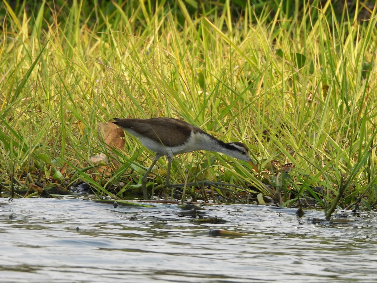 アメリカレンカク - ML621707378