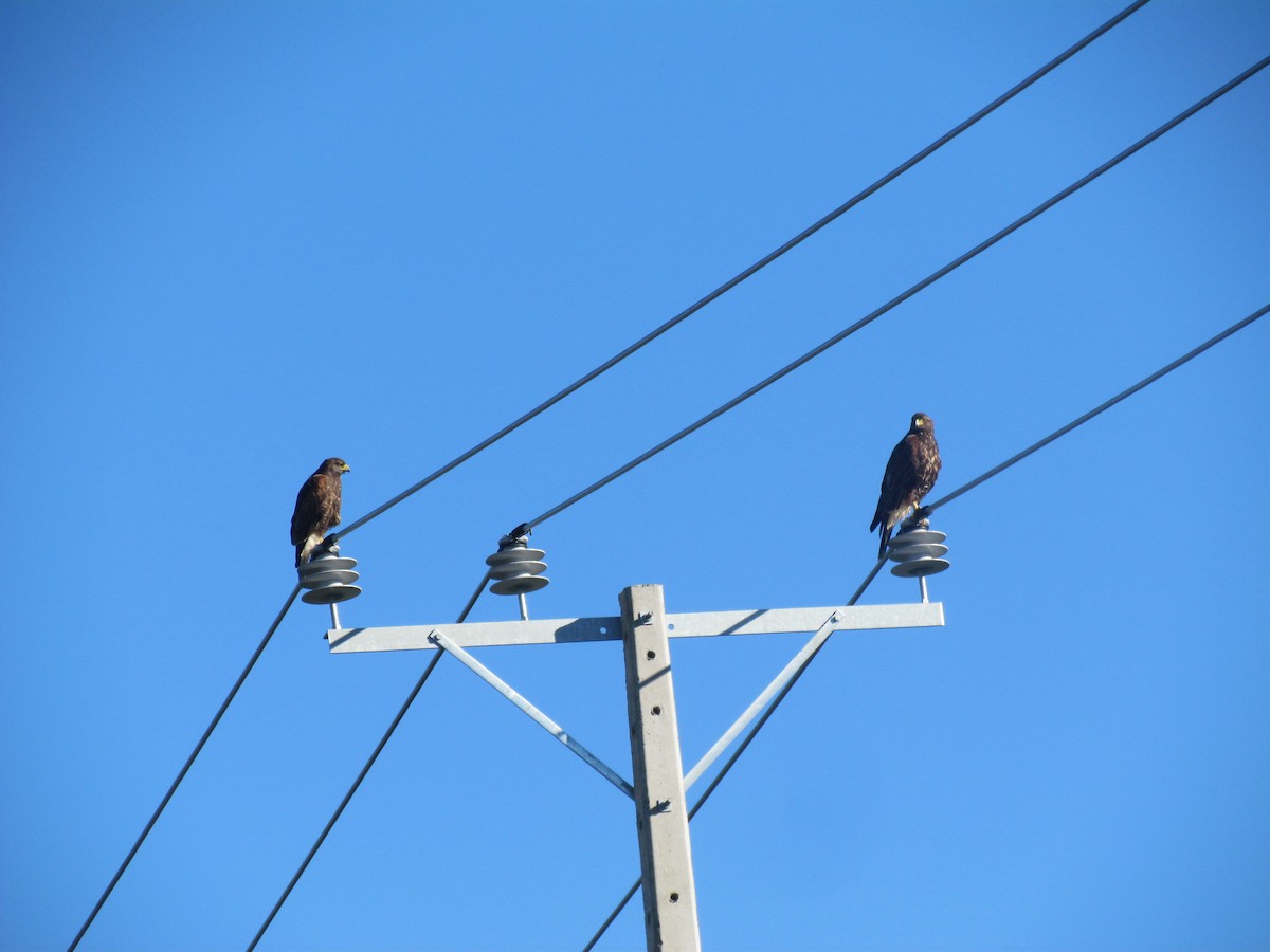 Harris's Hawk - ML62170741