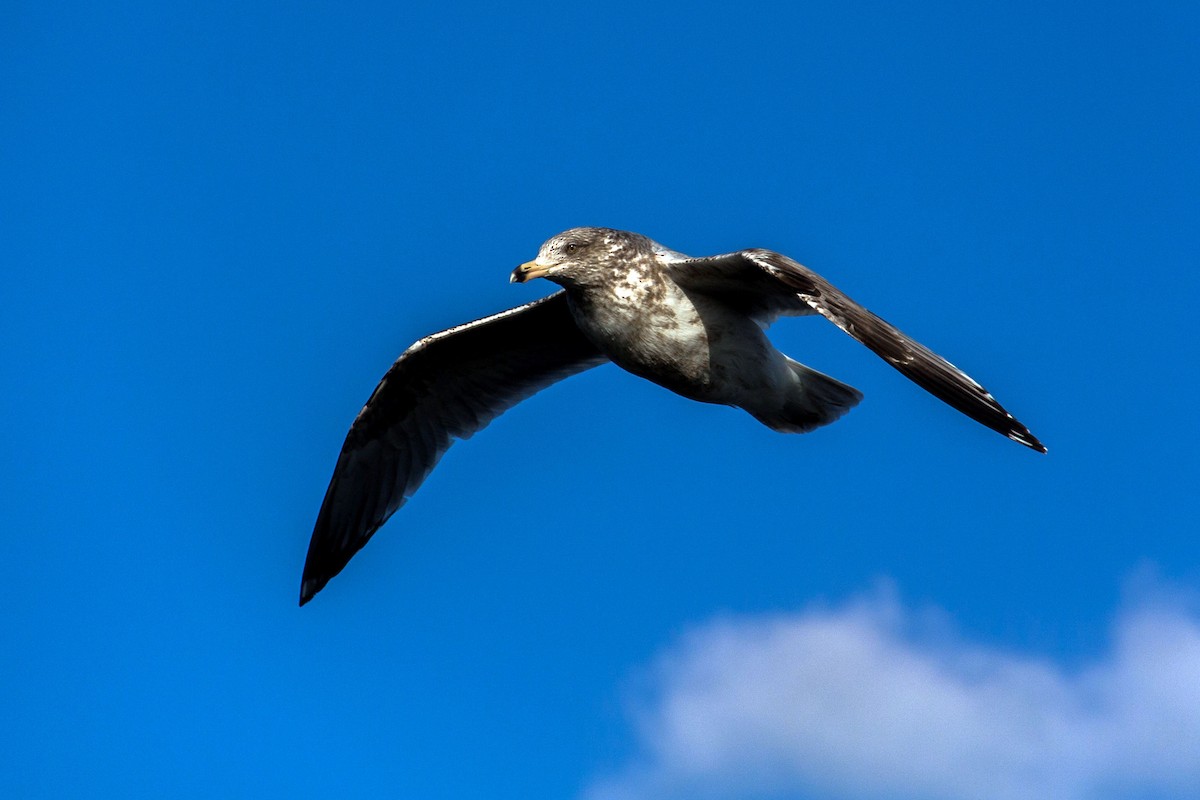 Ring-billed Gull - ML621707423