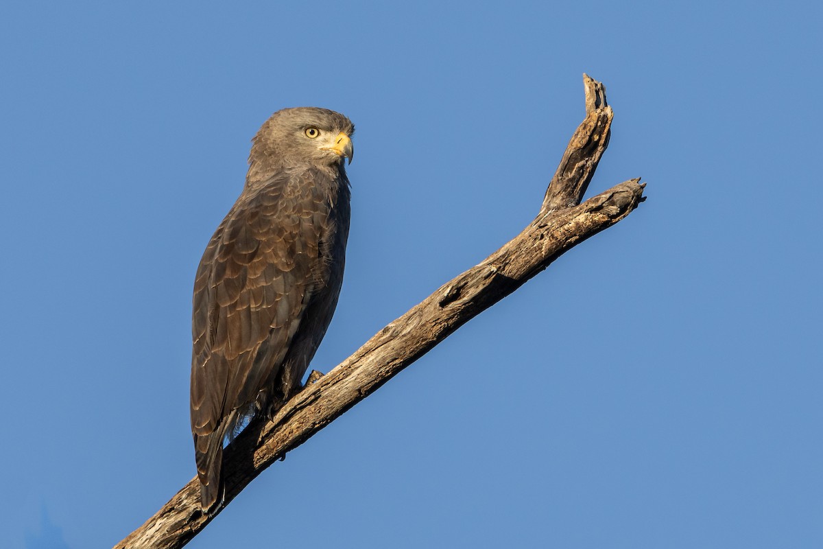 Western Banded Snake-Eagle - ML621707435