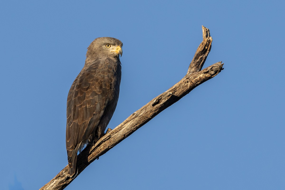 Banded Snake-Eagle - ML621707435