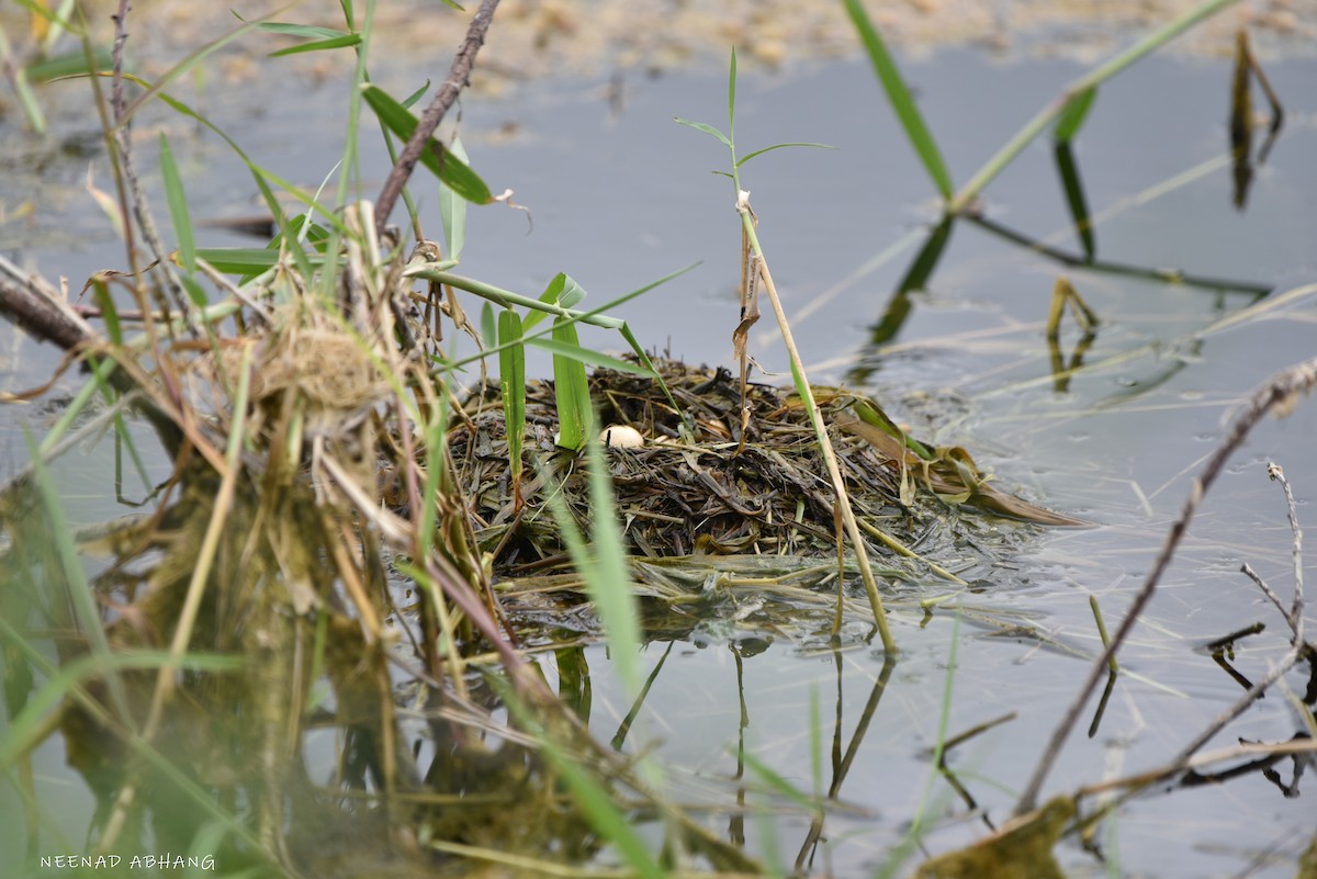 Little Grebe - ML621707437