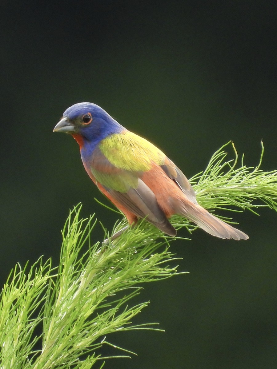 Painted Bunting - ML621707440
