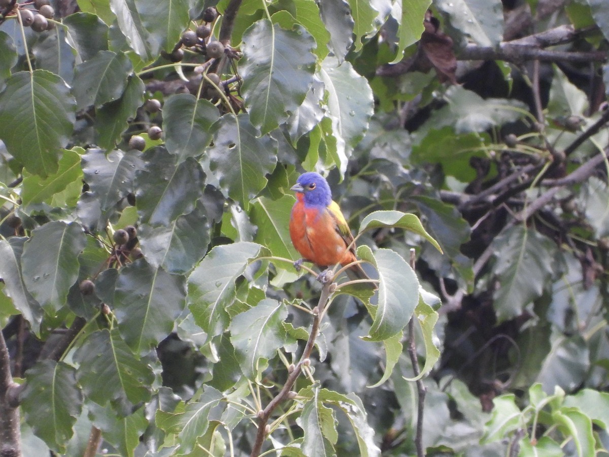 Painted Bunting - ML621707441