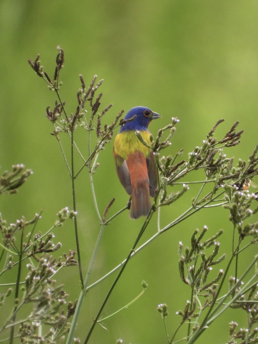 Painted Bunting - ML621707442