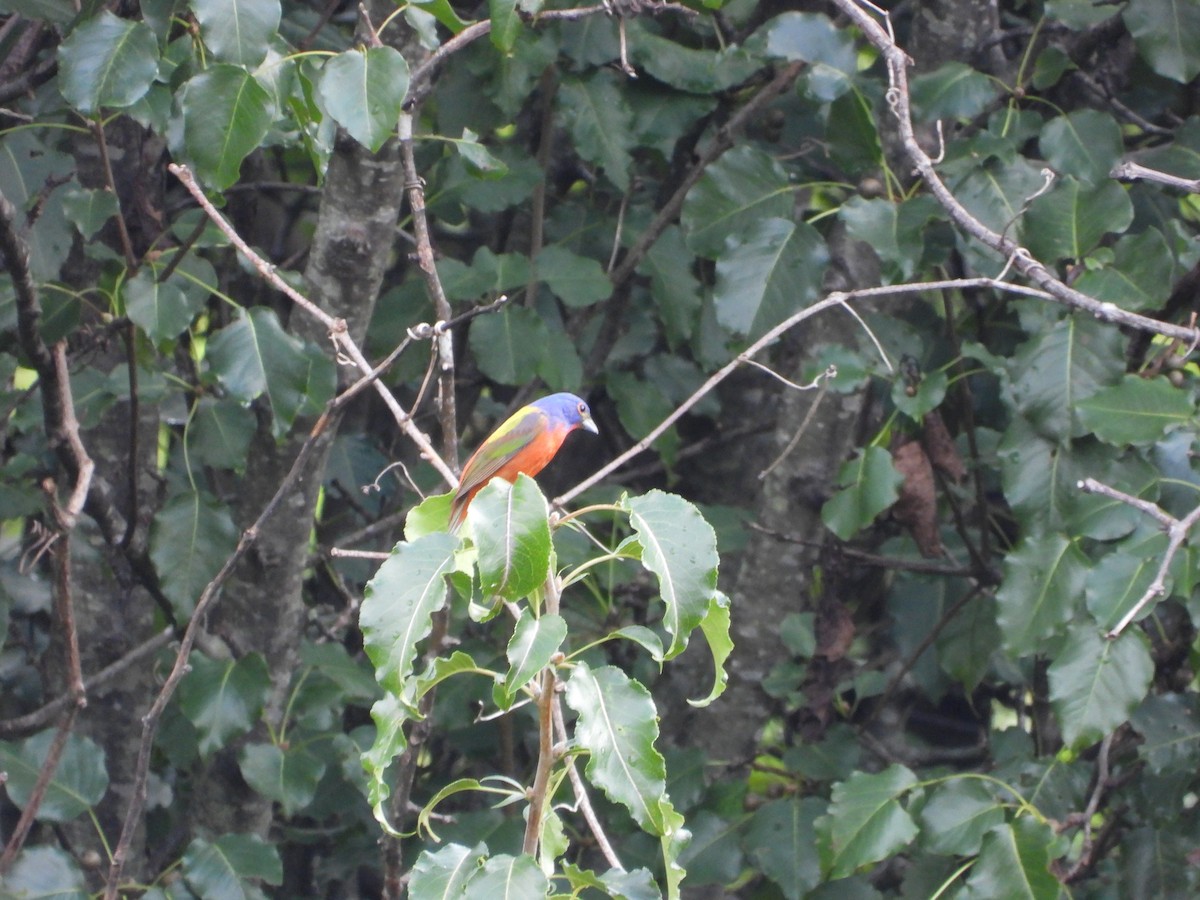 Painted Bunting - ML621707443