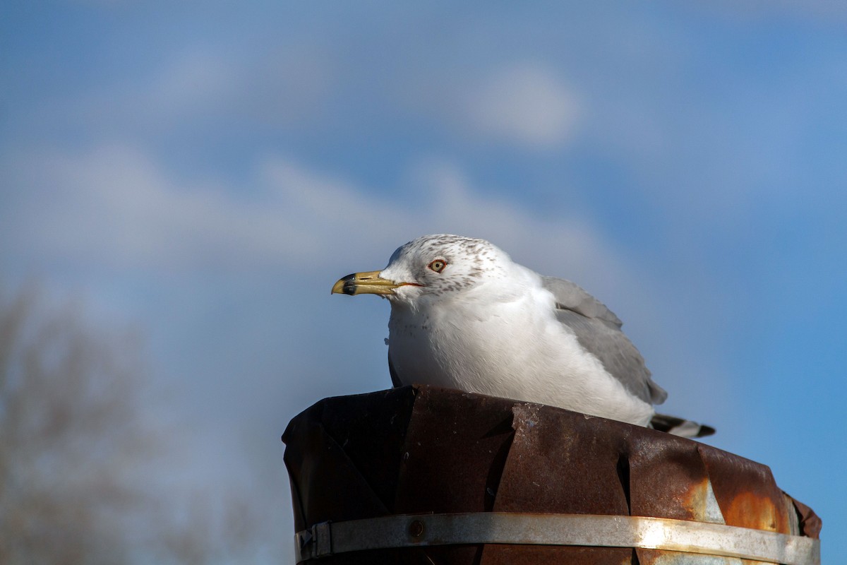 Ring-billed Gull - ML621707449