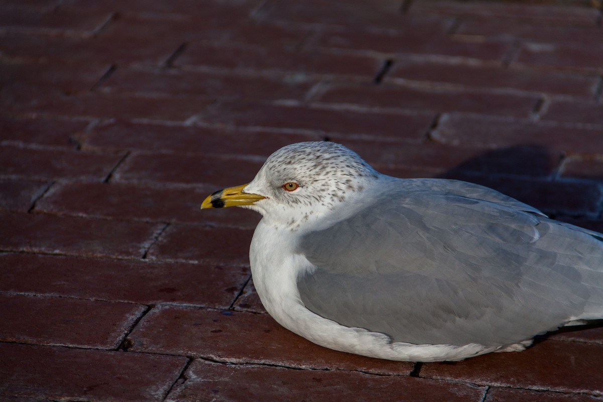 Ring-billed Gull - ML621707450