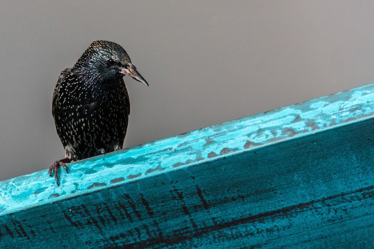 European Starling - ML621707453