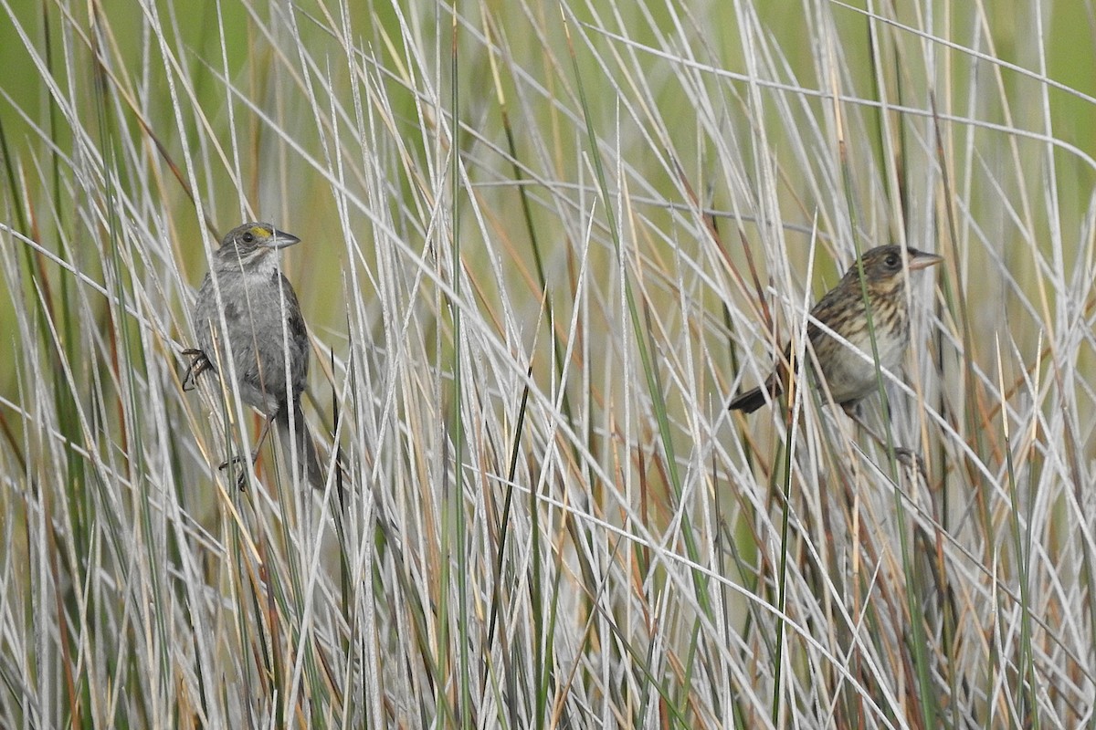 Seaside Sparrow - David  Clark