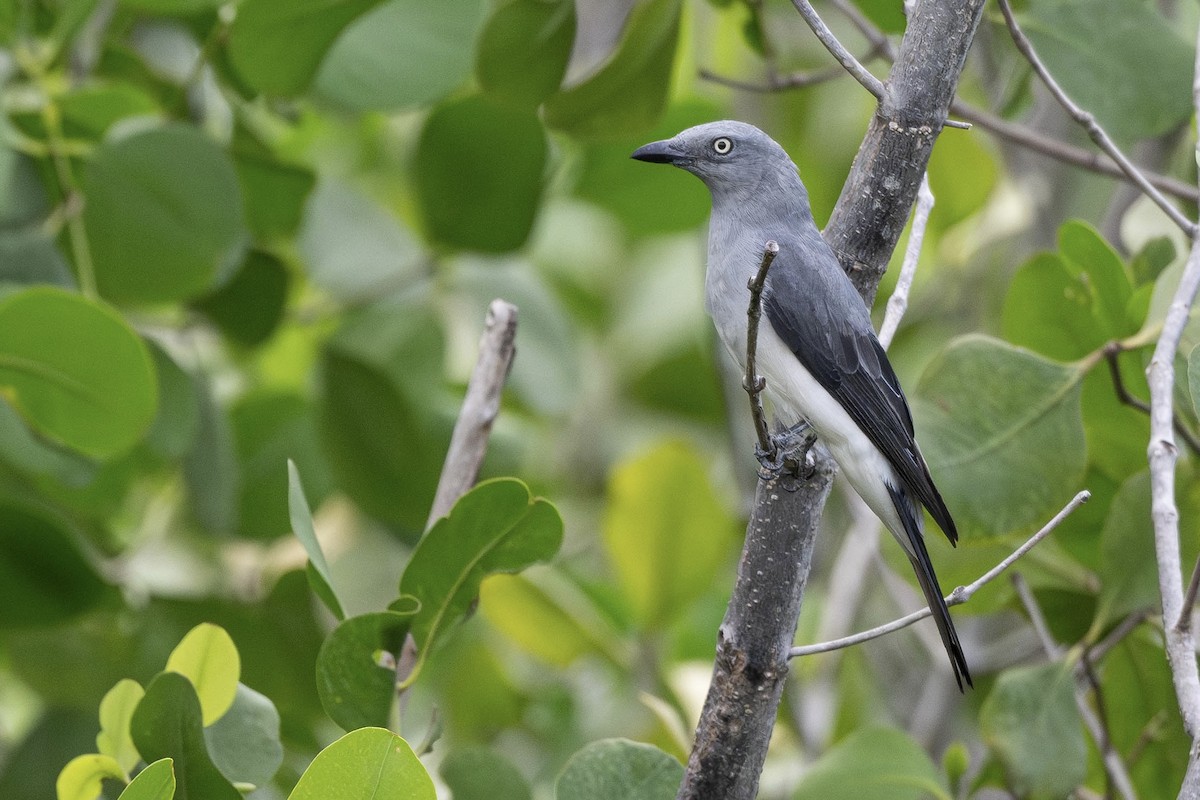 White-rumped Cuckooshrike - ML621707489