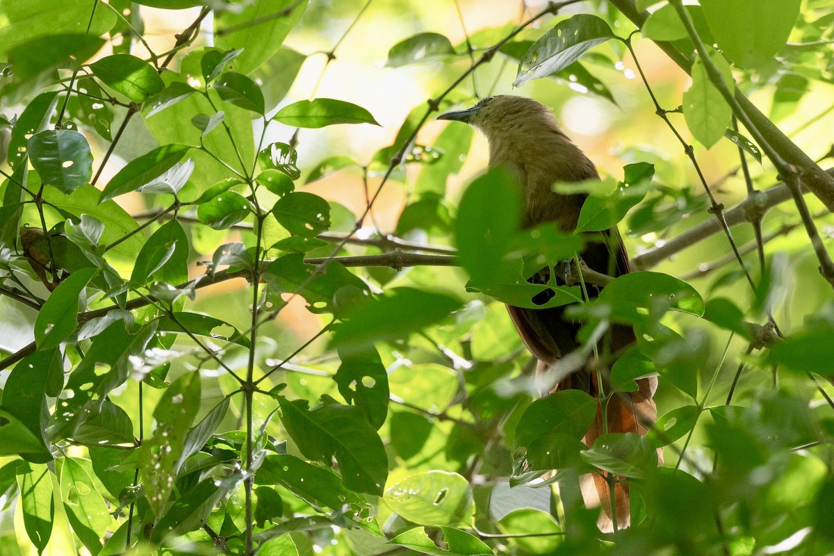 Bay Coucal - ML621707538