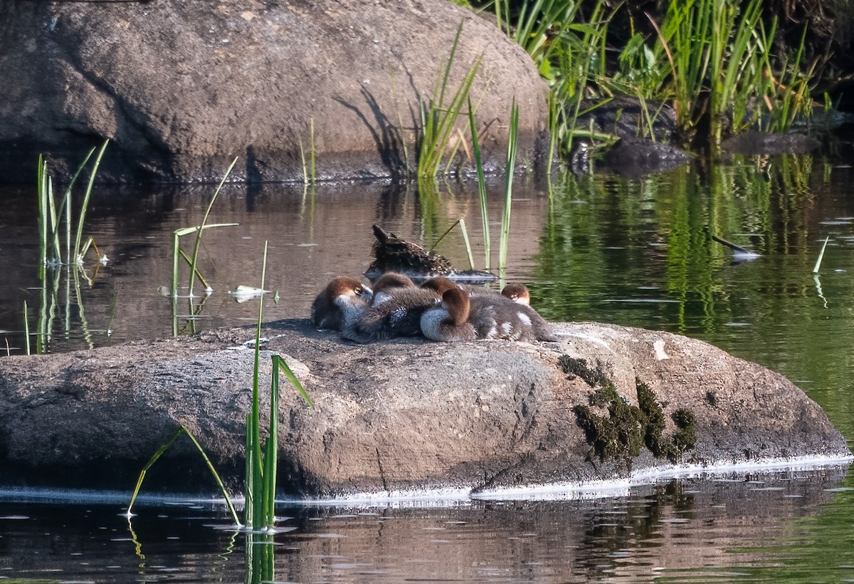 Common Merganser - ML621707576