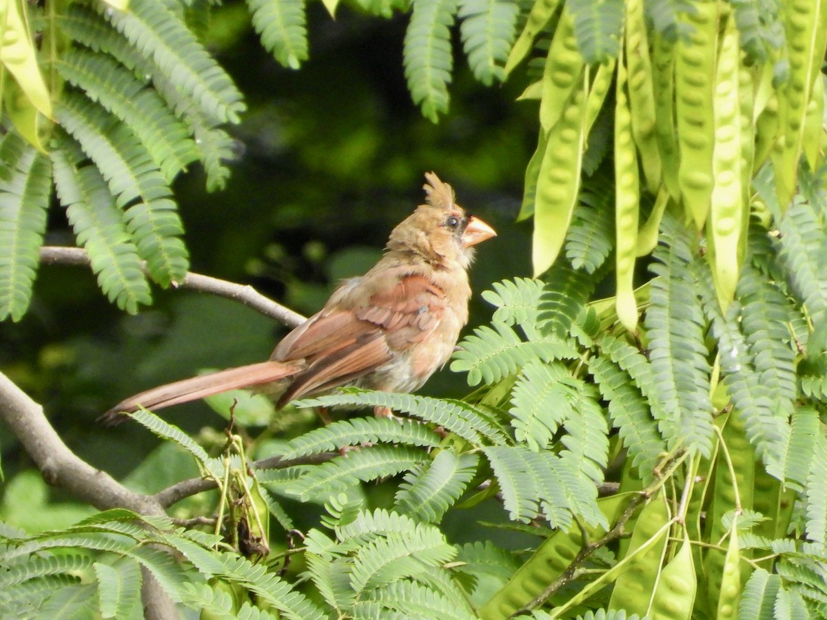 Northern Cardinal - ML621707579