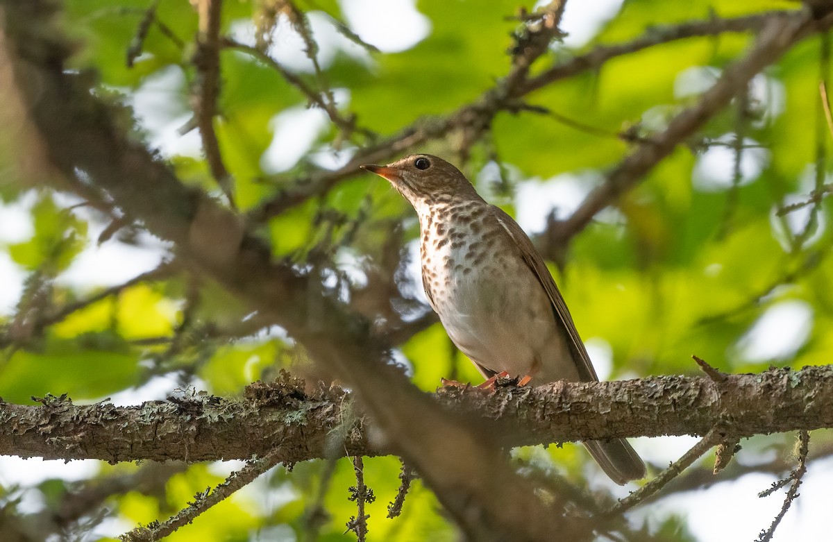 Swainson's Thrush - ML621707601