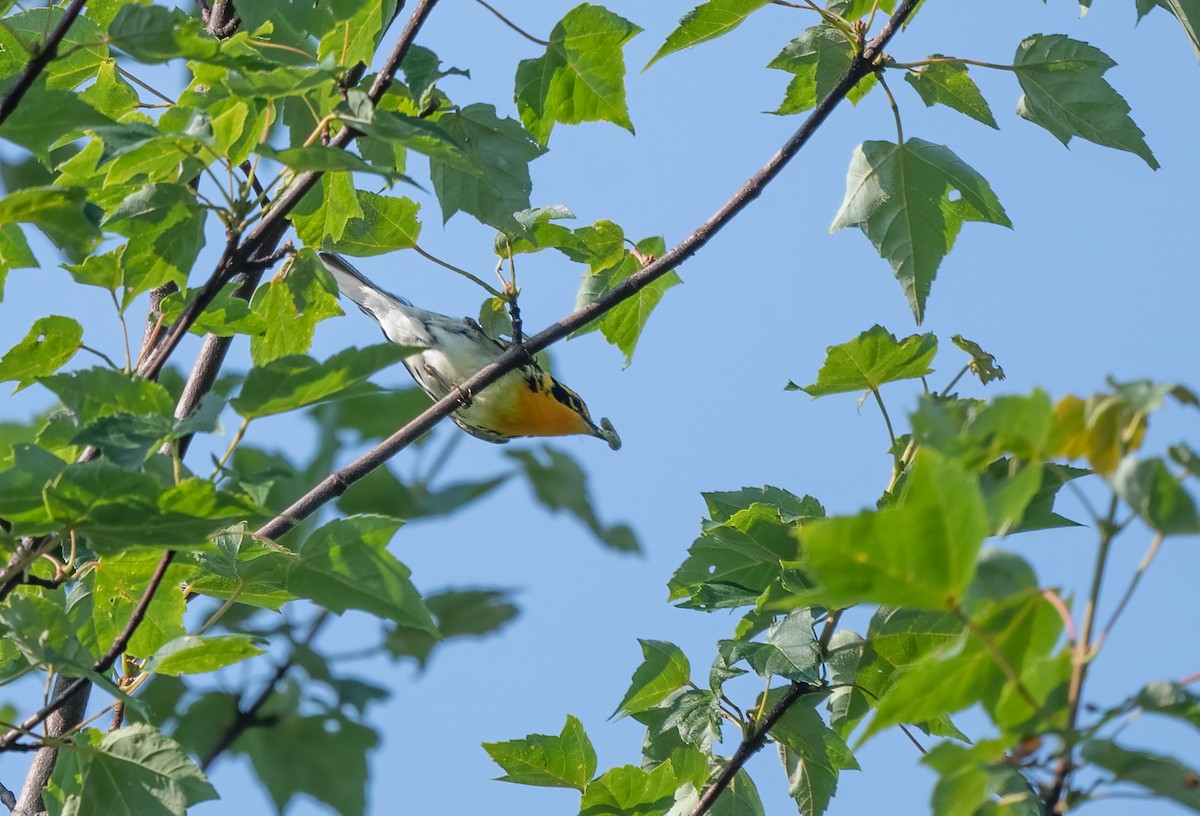 Blackburnian Warbler - ML621707605