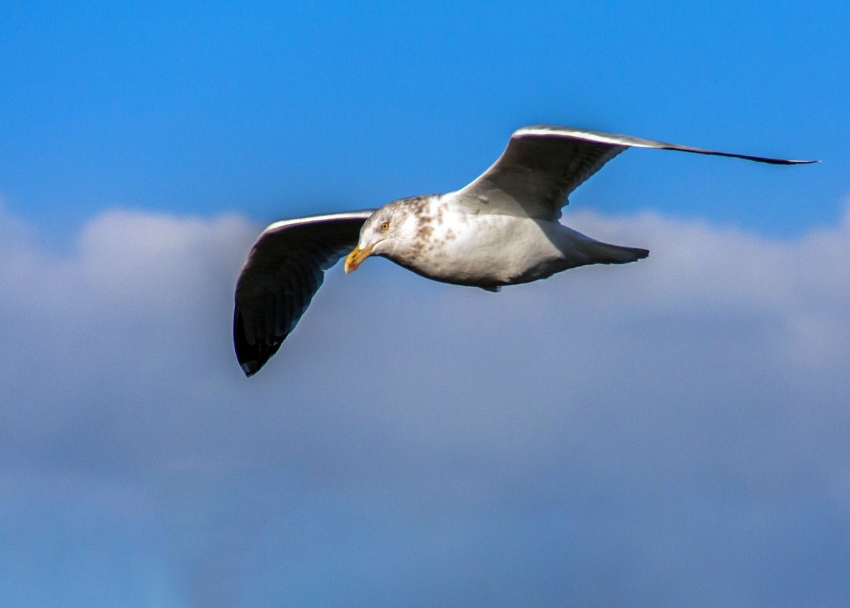 Herring Gull (American) - ML621707623