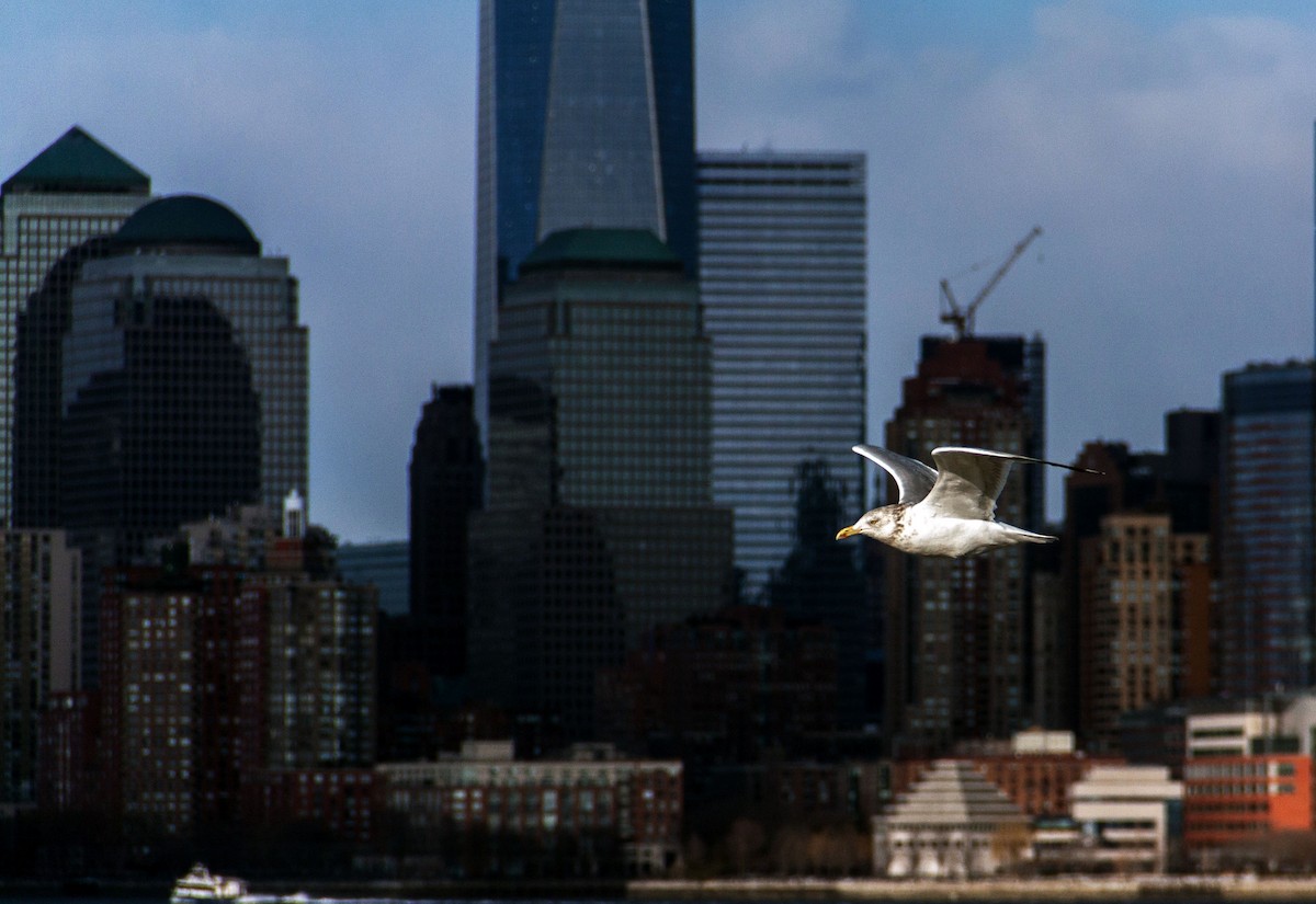 Herring Gull (American) - ML621707624