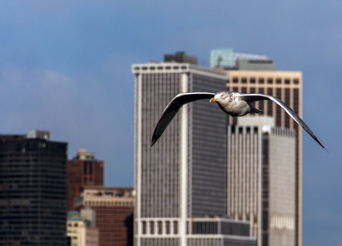 Herring Gull (American) - ML621707625