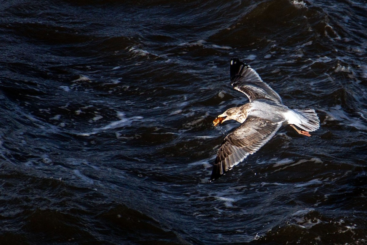 Ring-billed Gull - ML621707641