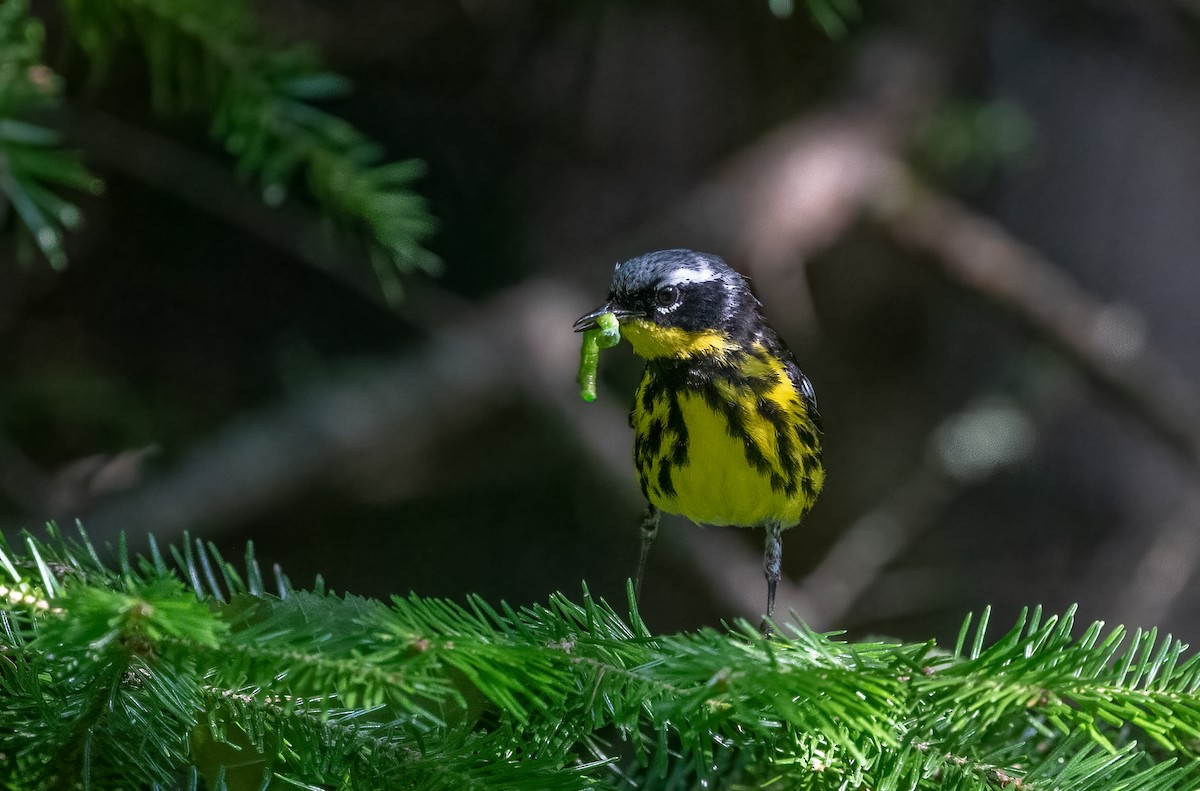 Magnolia Warbler - ML621707642