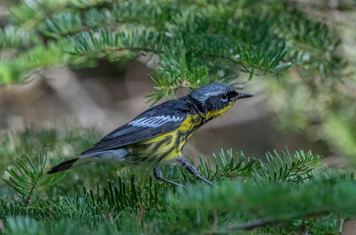 Magnolia Warbler - ML621707645