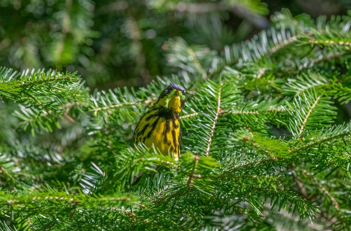 Magnolia Warbler - ML621707654