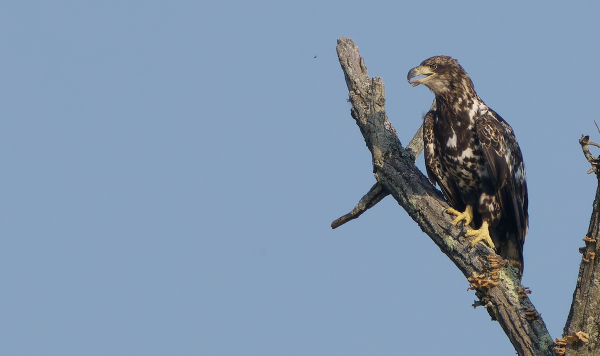 Bald Eagle - ML621707691