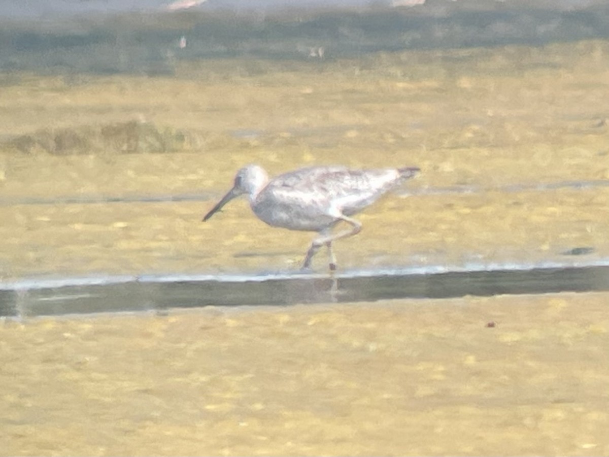 eBird Checklist - 21 Jul 2024 - Chesapeake Bay Environmental Center ...