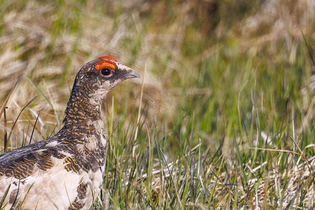 Rock Ptarmigan - ML621707734