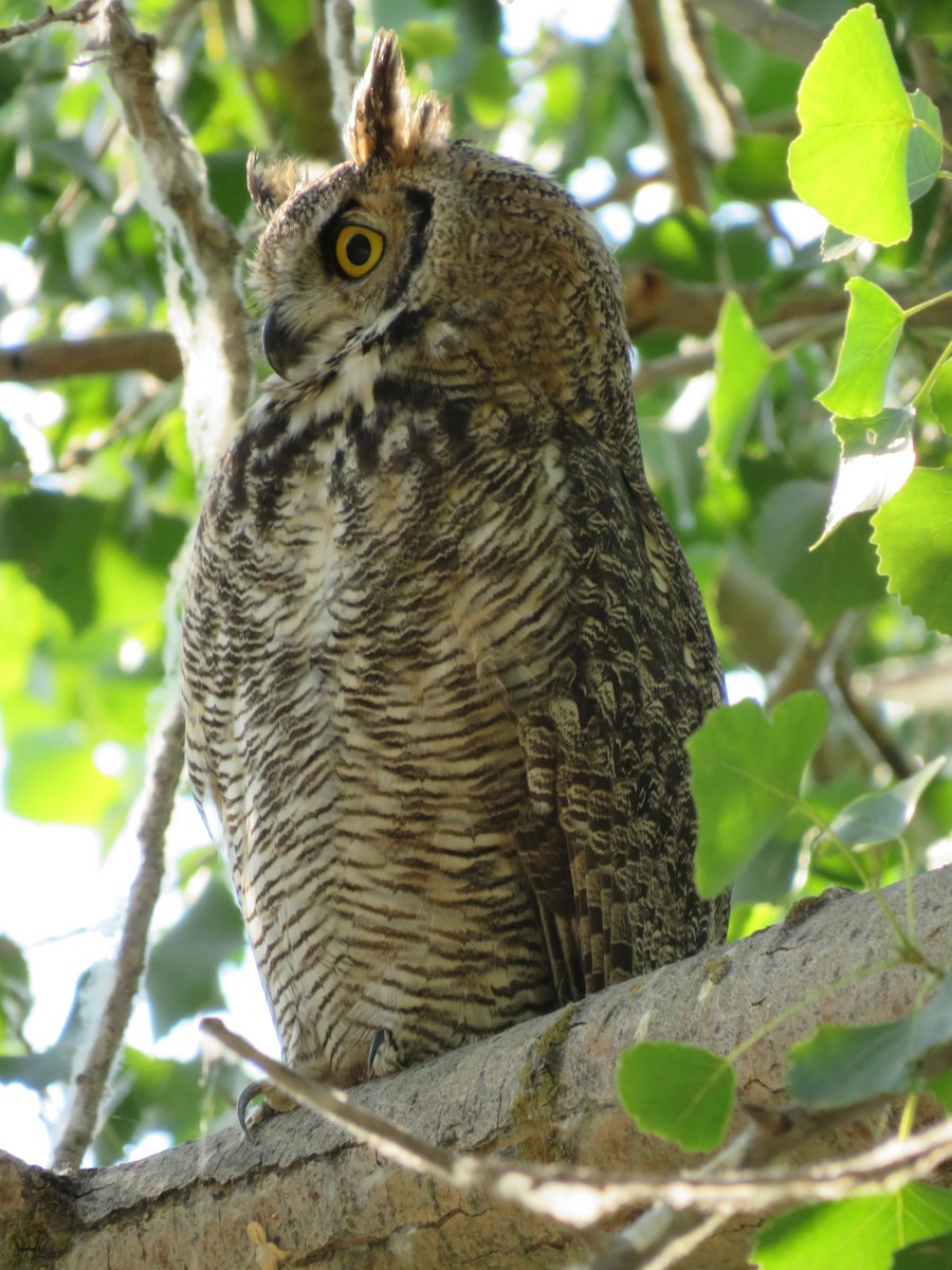 Great Horned Owl - ML621707749