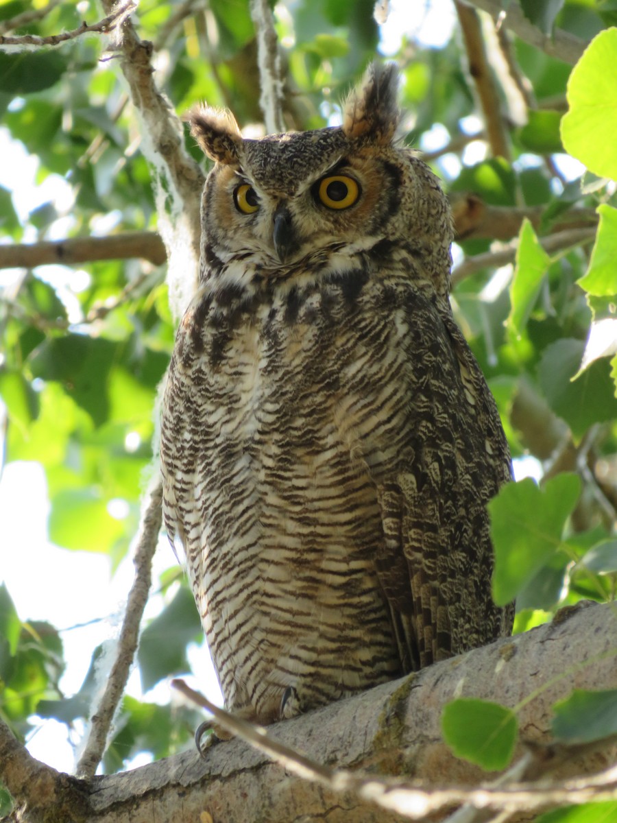 Great Horned Owl - ML621707750