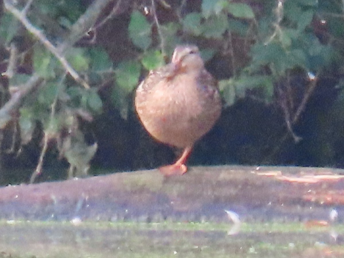 Mallard - ML621707786