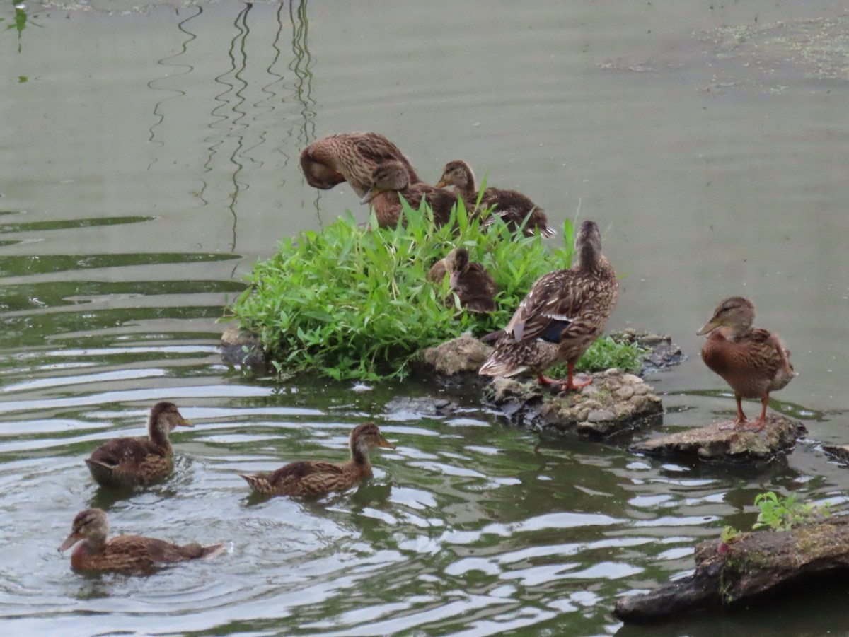 Mallard - ML621707787