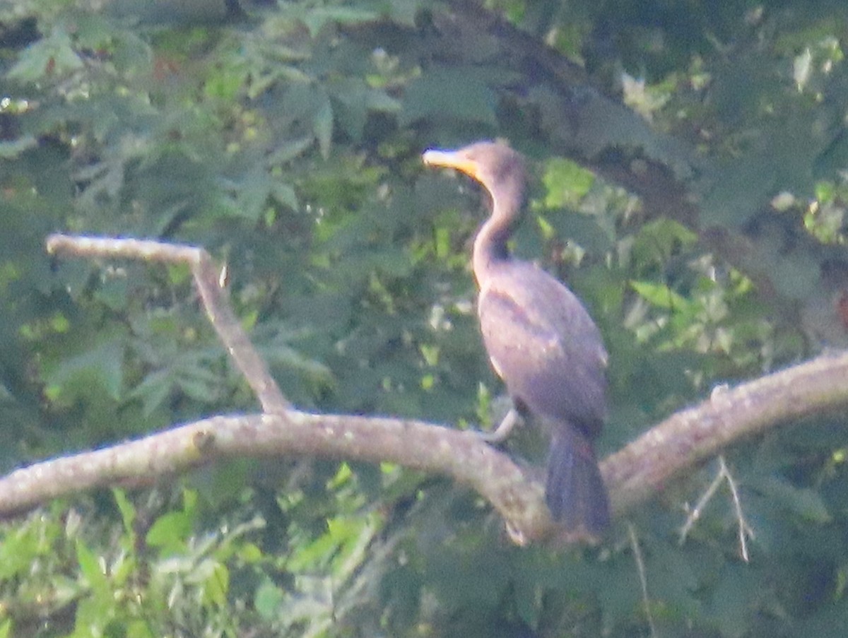 Double-crested Cormorant - ML621707810