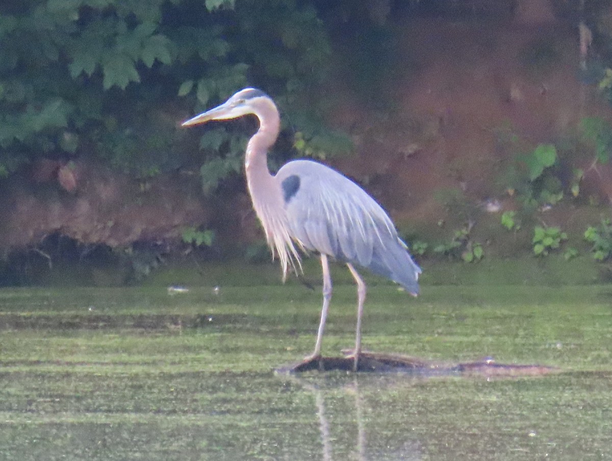 Great Blue Heron - ML621707830