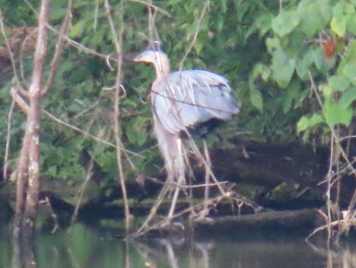 Great Blue Heron - ML621707831