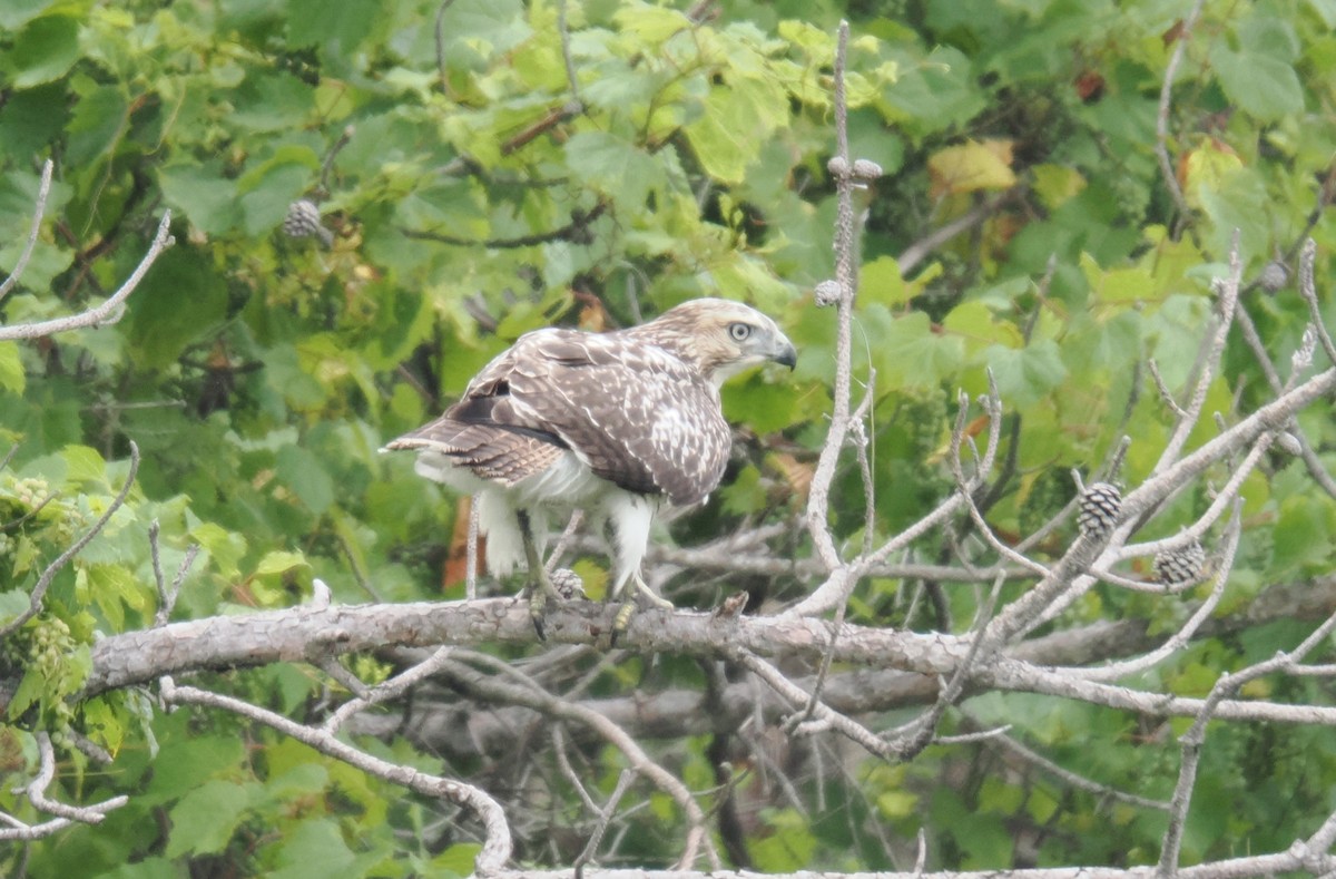 káně rudochvostá (ssp. borealis) - ML621707854